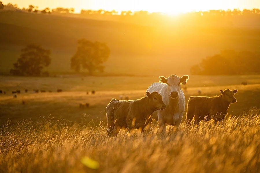 3. Understand Texas Ranch Taxation