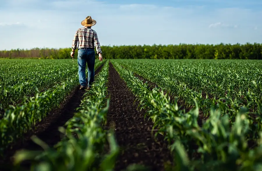 Common Agricultural Lease Payment Structures in Texas