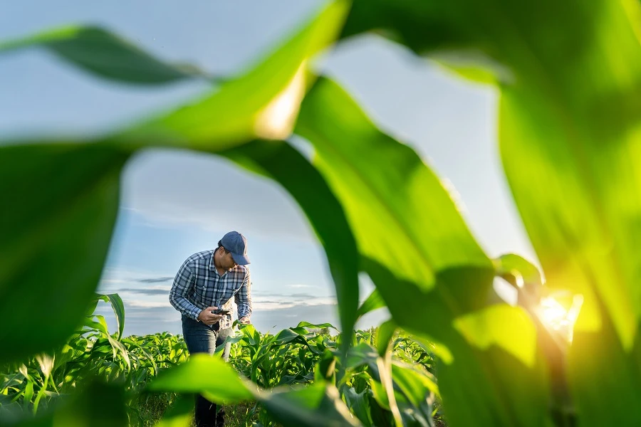 How to Buy a Farm in Texas: A Beginner's Guide